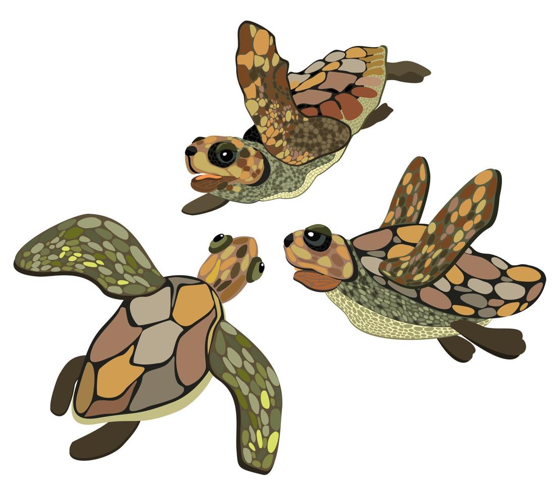 Vector isolated illustration of three sea turtles.