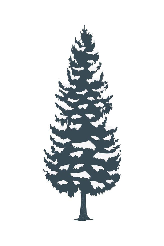 coniferus pine tree vector