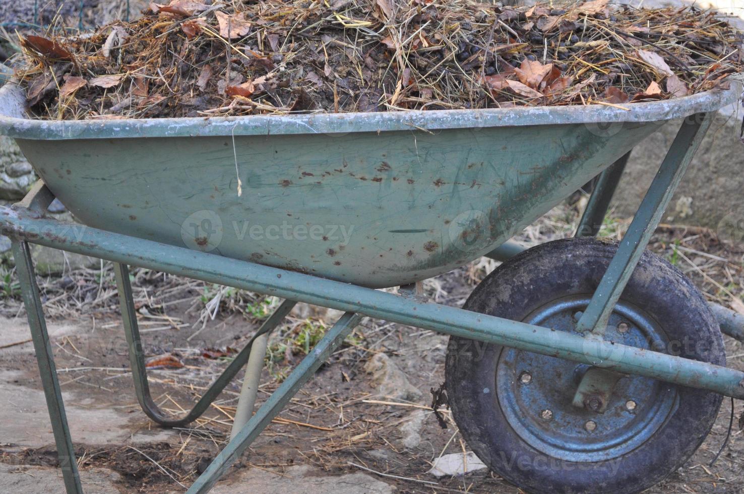 Old wheelbarrow with compost photo