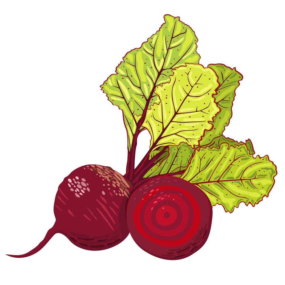 Vector isolated illustration of beetroot.