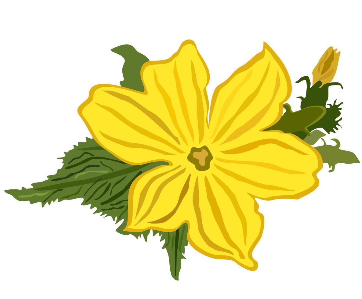 Cucumber flower. Vector isolated illustration.