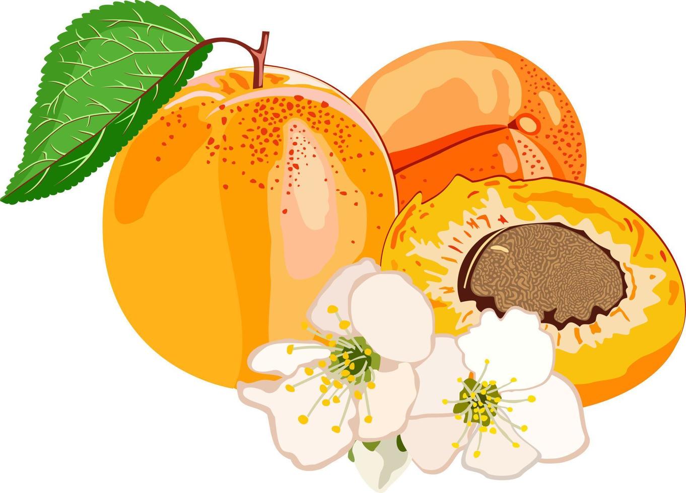 Vector islated illustration of apricot.