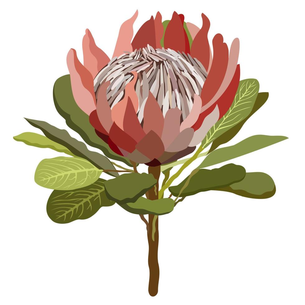 flor de protea. ilustración de vector iolstaed.