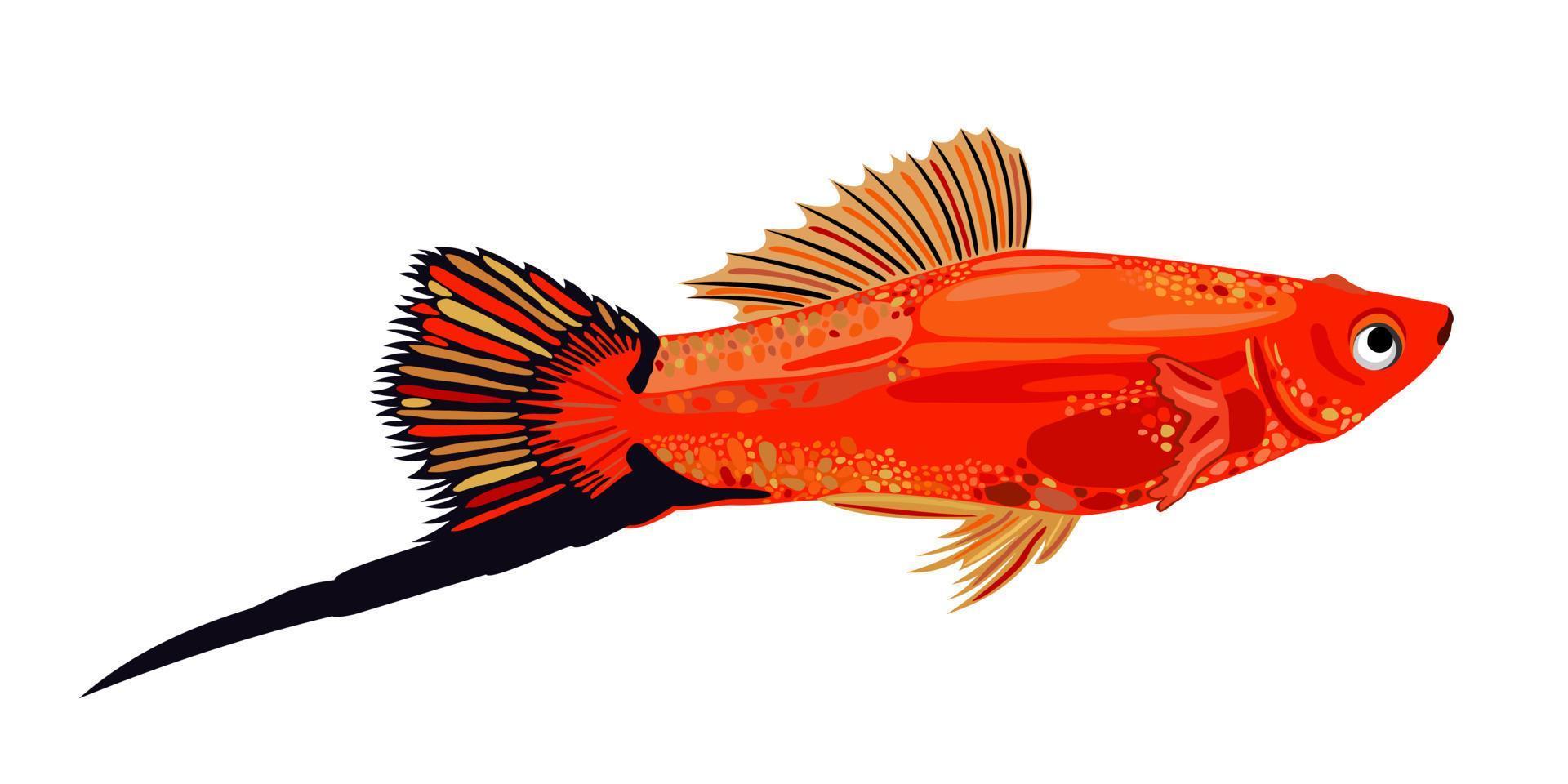 Bright red swordtail fish with long black tail. Vector isolated illustration.