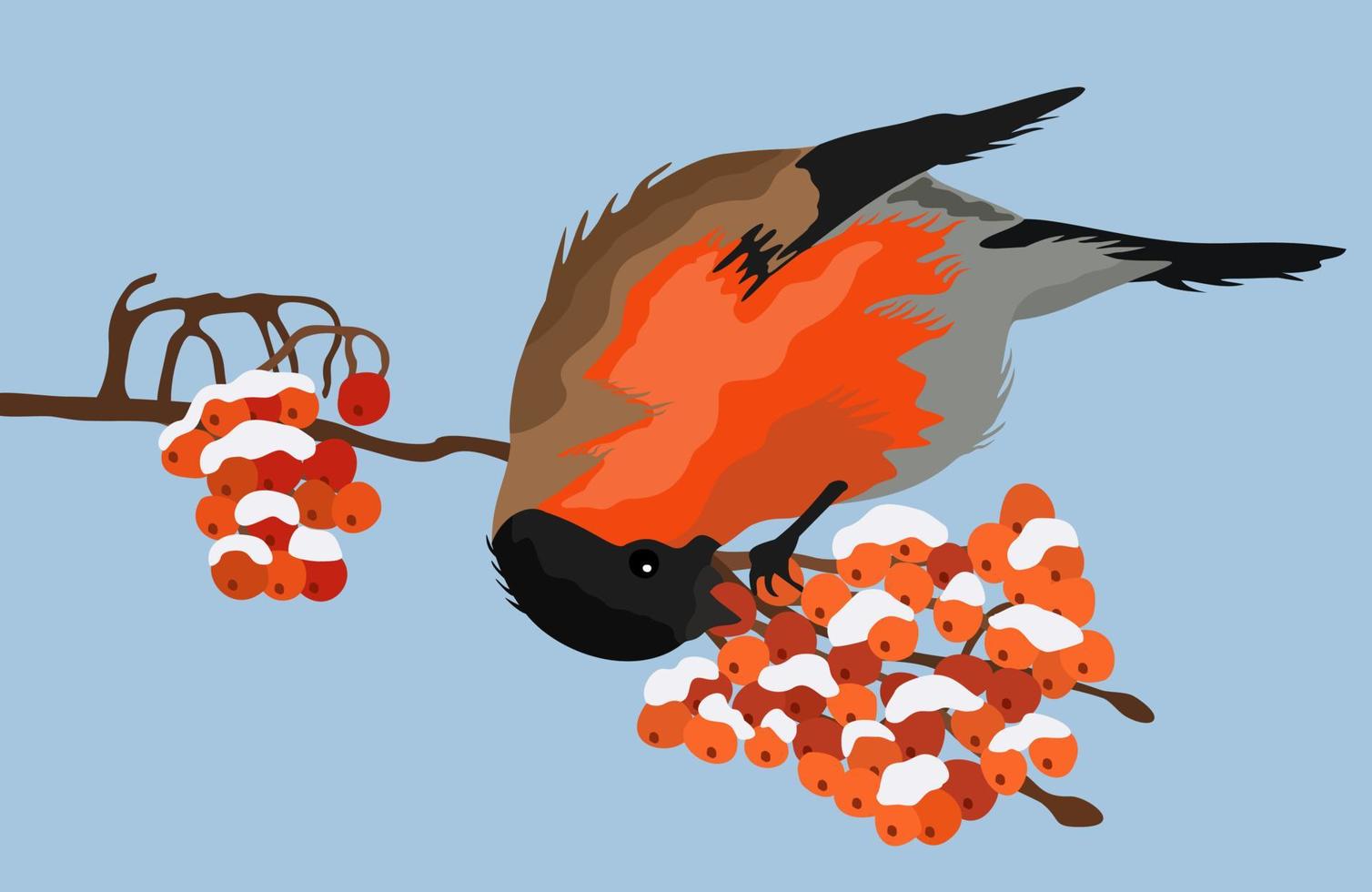 Bullfinch on ashberry branch, Vector illustration.