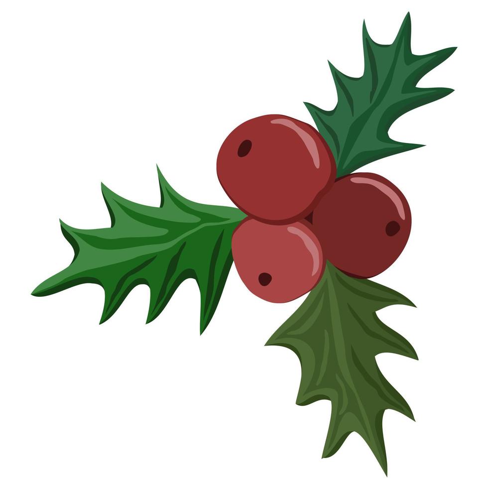 Holly. Christmas berry isolated on white background. vector