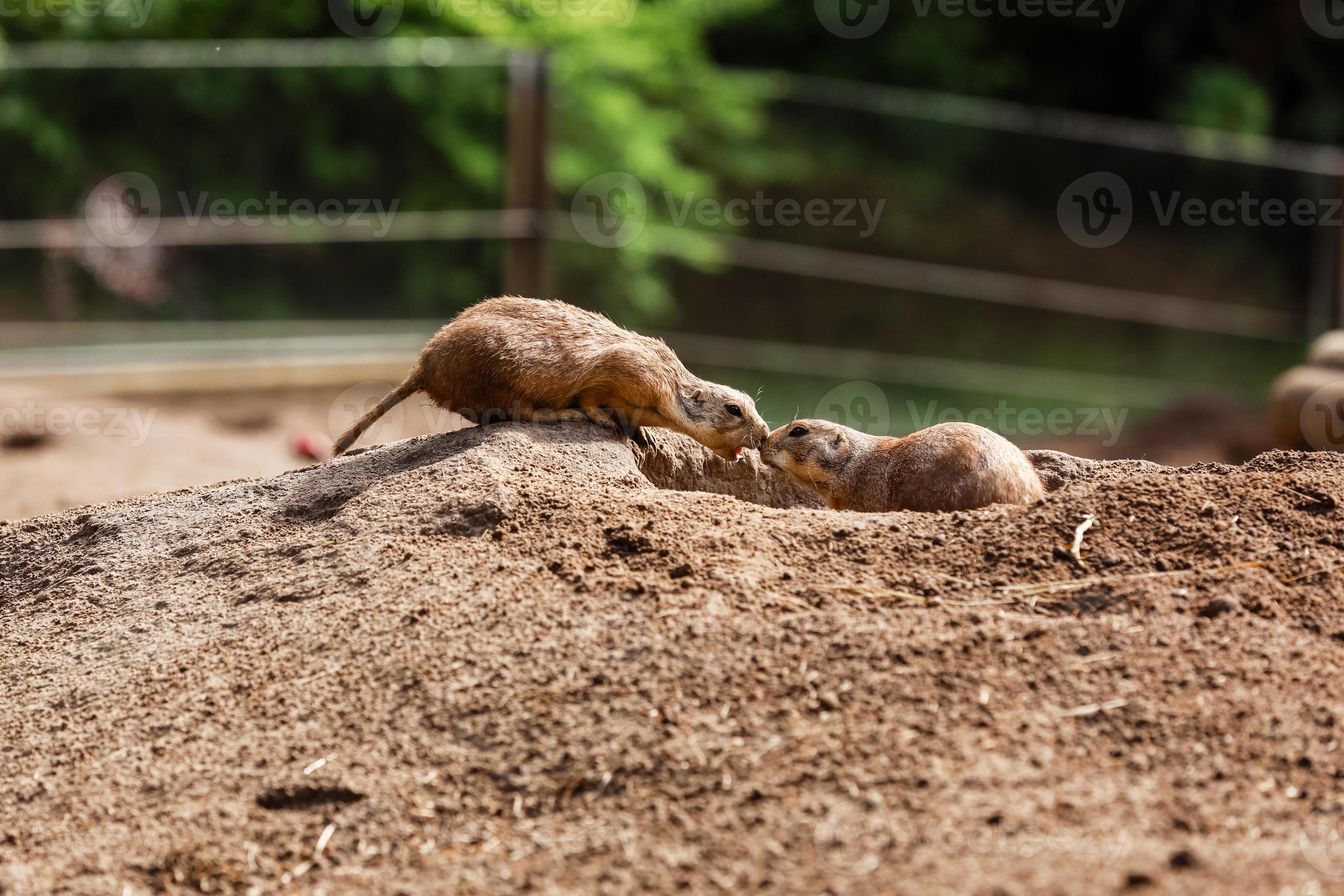 dos hermosos topos marrones se están besando. hámster en el zoológico