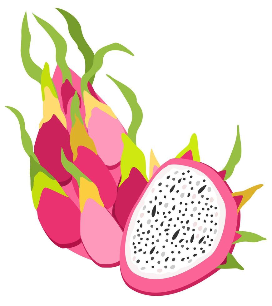 Vector isolated illustration of dragon fruits.