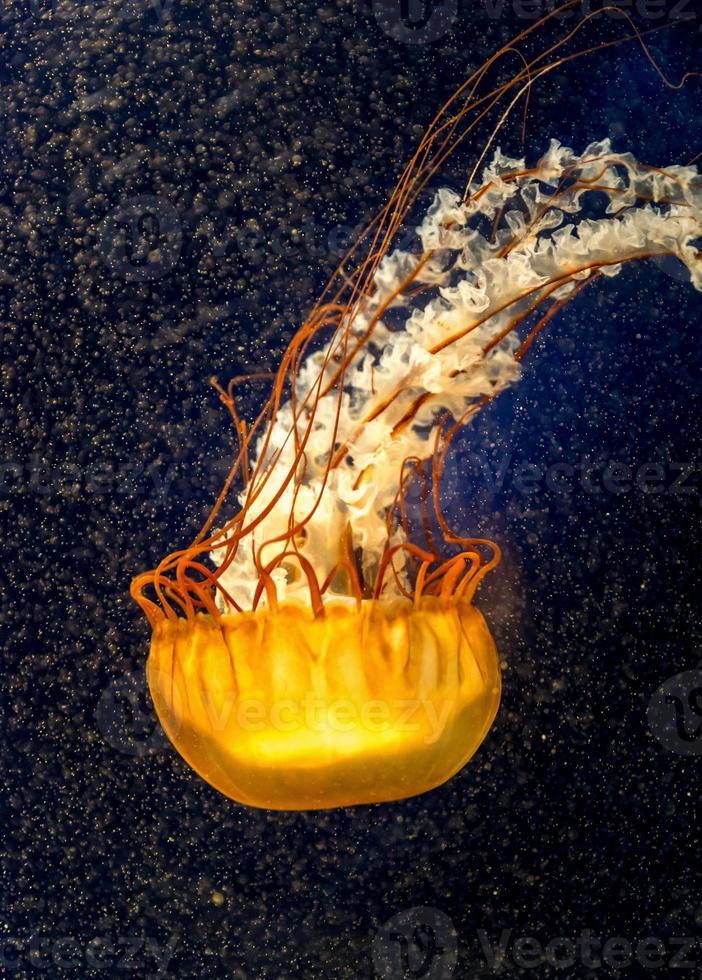 Orange jellyfish on the dark background photo