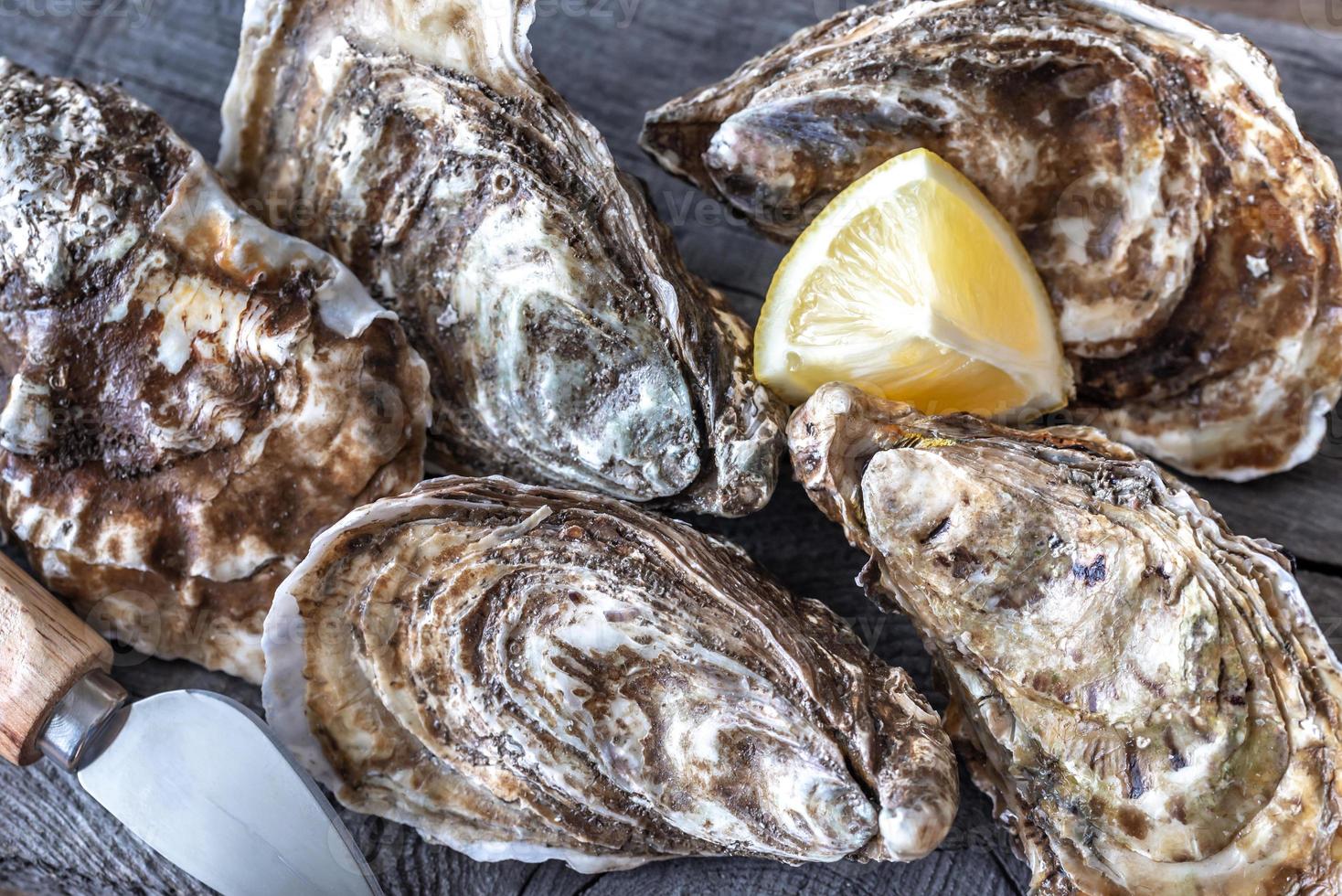 Raw oysters on the board photo