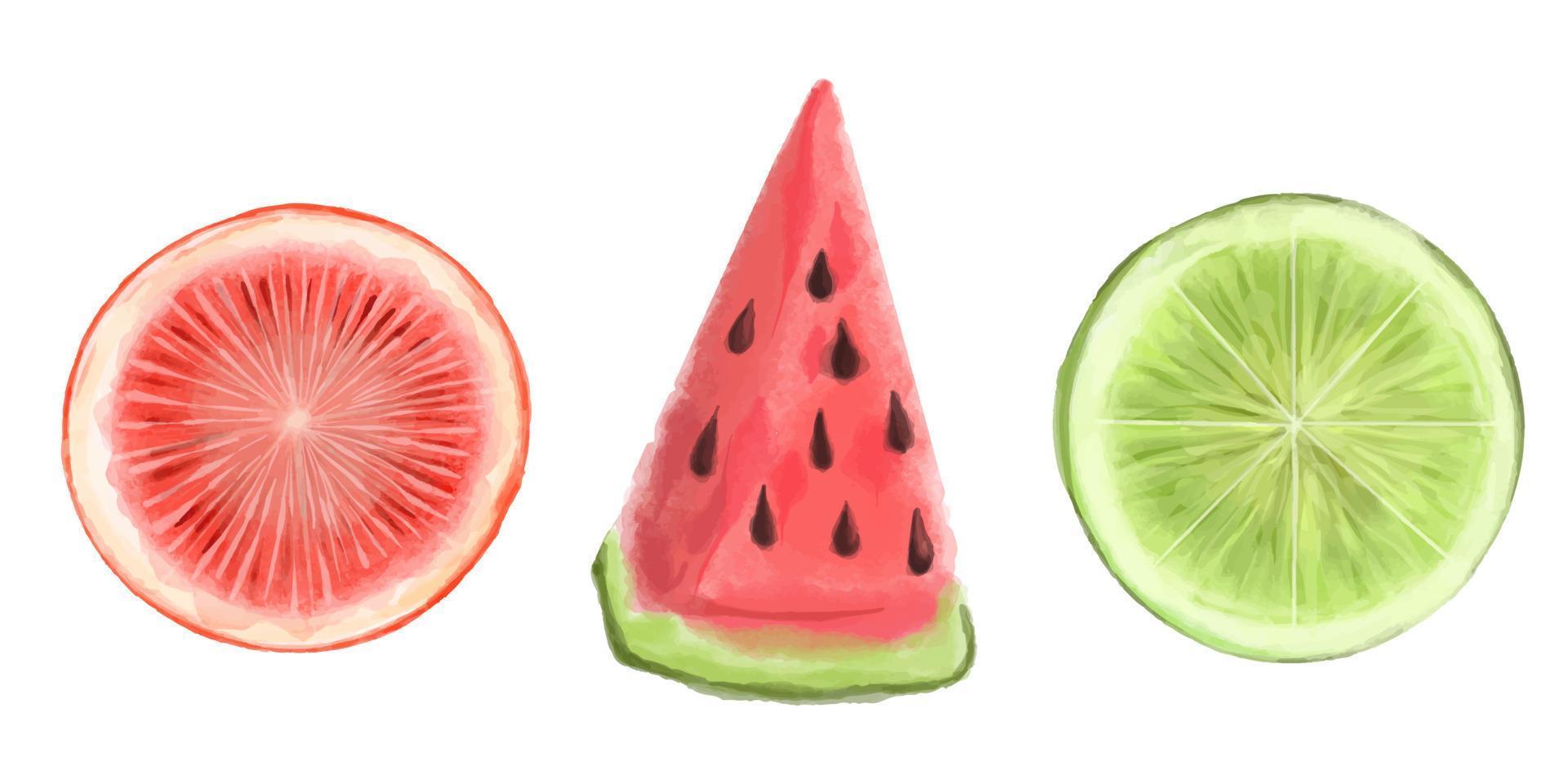 Set of juicy realistic hand drawn watercolor fruits. Vector illustration. Watermelon, lemon, grapefruit, citrus.