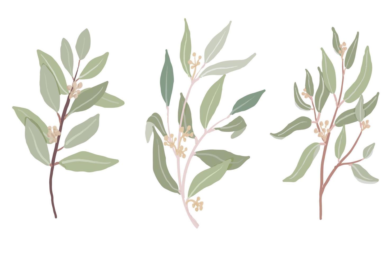 colección de ramas de hojas de eucalipto sembradas de estilo orgánico dibujadas a mano aisladas sobre fondo blanco vector