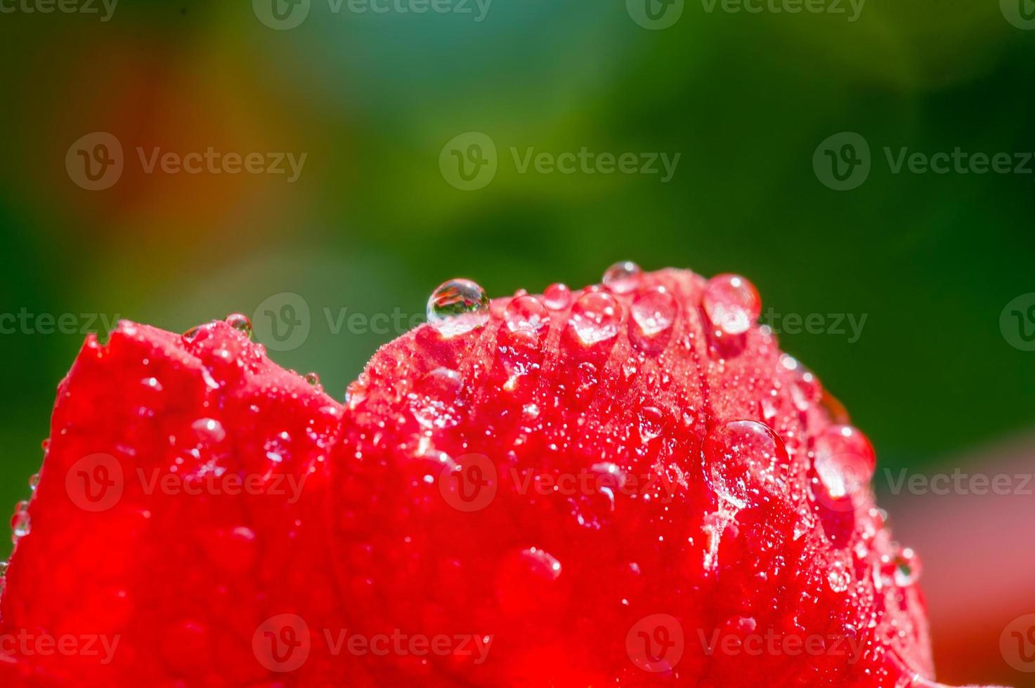 Macro photo of a flower red color. Drops of water on a flower bud.