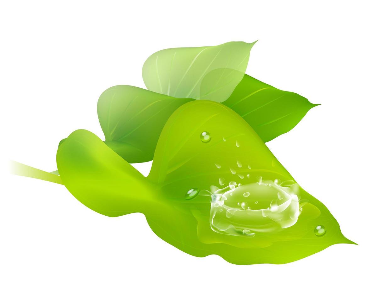 Water drops on the leaves vector