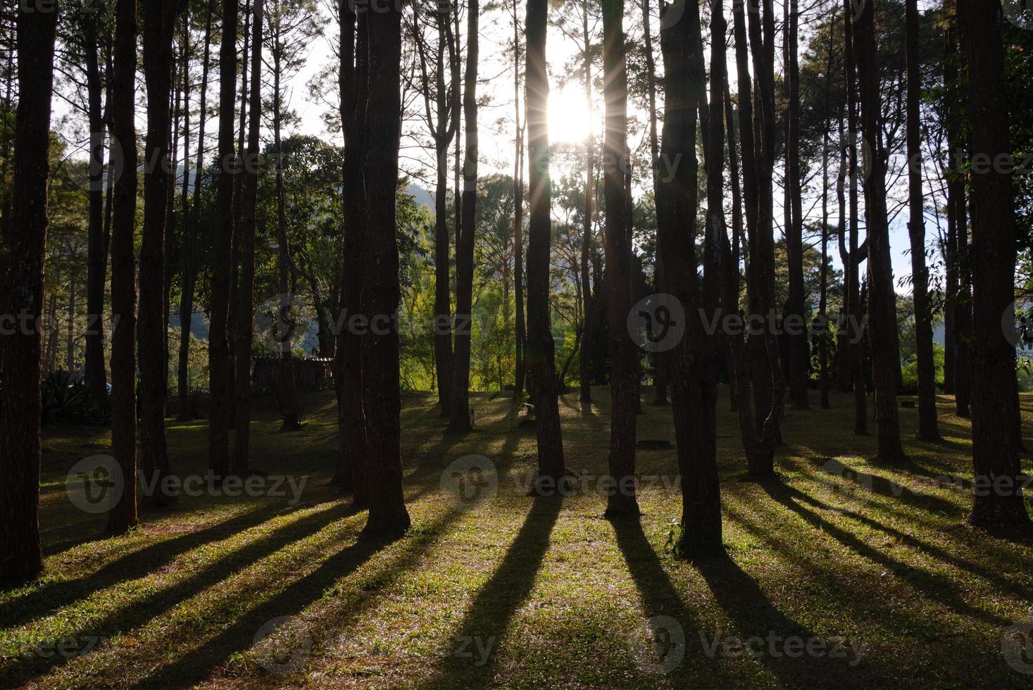 Pine Forest With Shade of Tree on Ground and Sunray photo