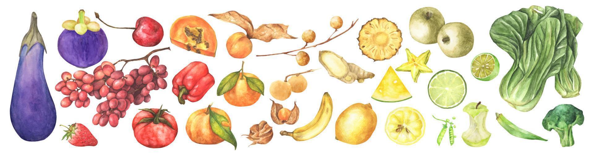 verduras frescas, frutas y superalimentos. ilustración de acuarela vector