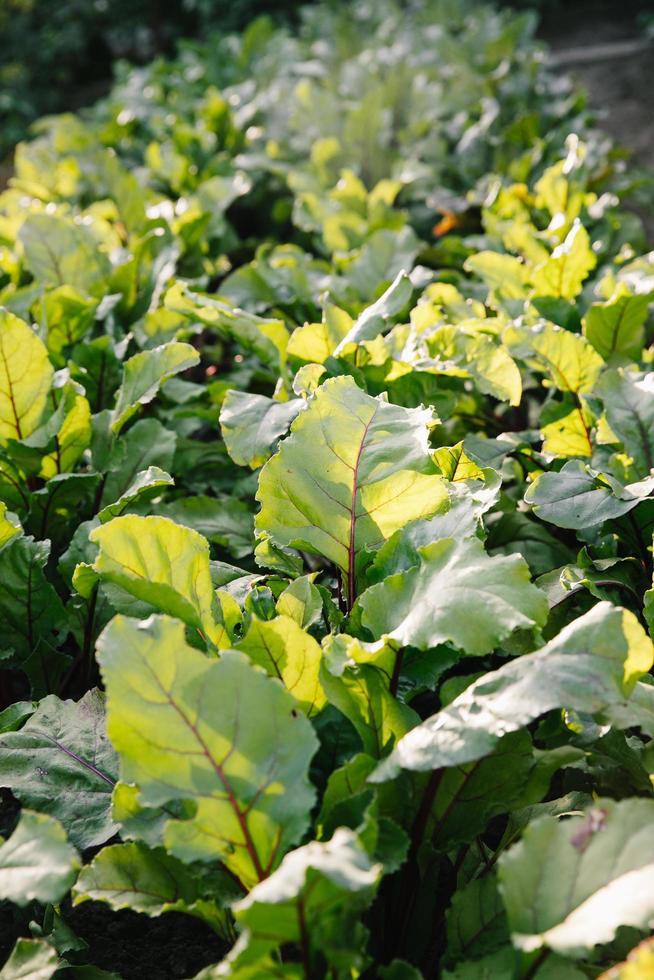 A row of young shoots of red beet. Agricultural beet plantation in the morning. photo