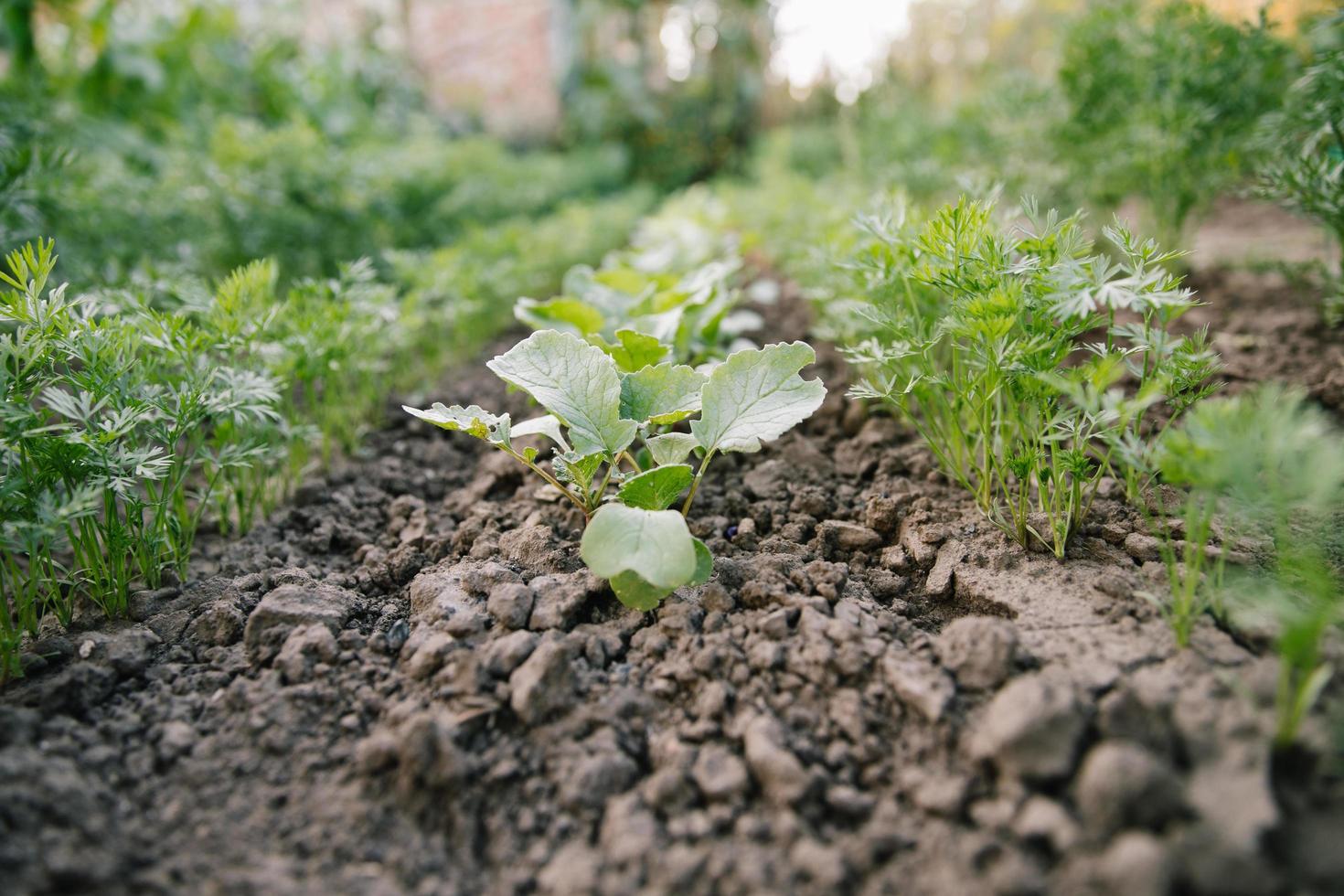 Green leaves on garden beds in the vegetable field. Gardening background with green Salad plants in the open ground photo