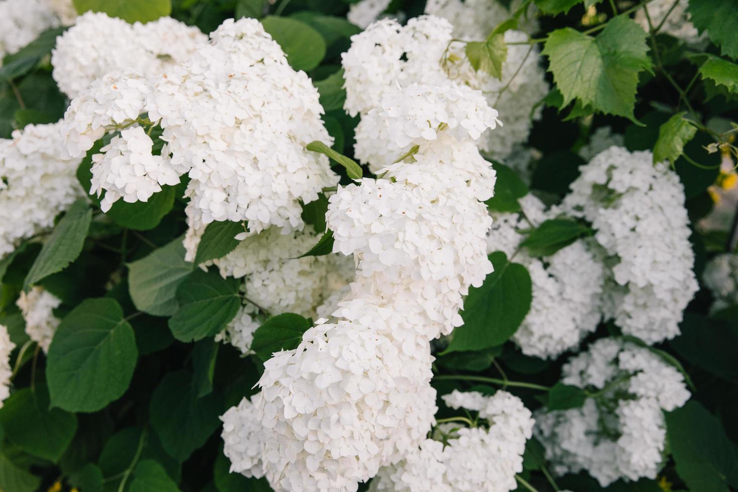 Flowering hydrangea bushes on background of green lawn. Garden ornamental plants with large white inflorescences. Botany. photo