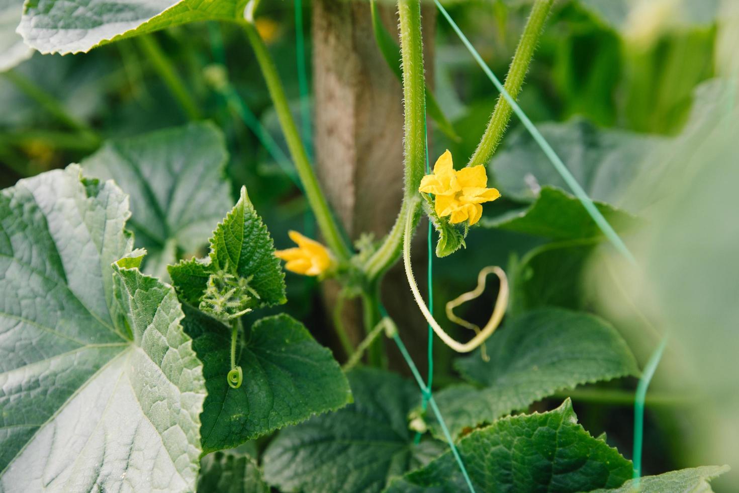 The flowering plant is a cucumber. A yellow flower on a background of green leaves and stems. Growing cucumbers photo