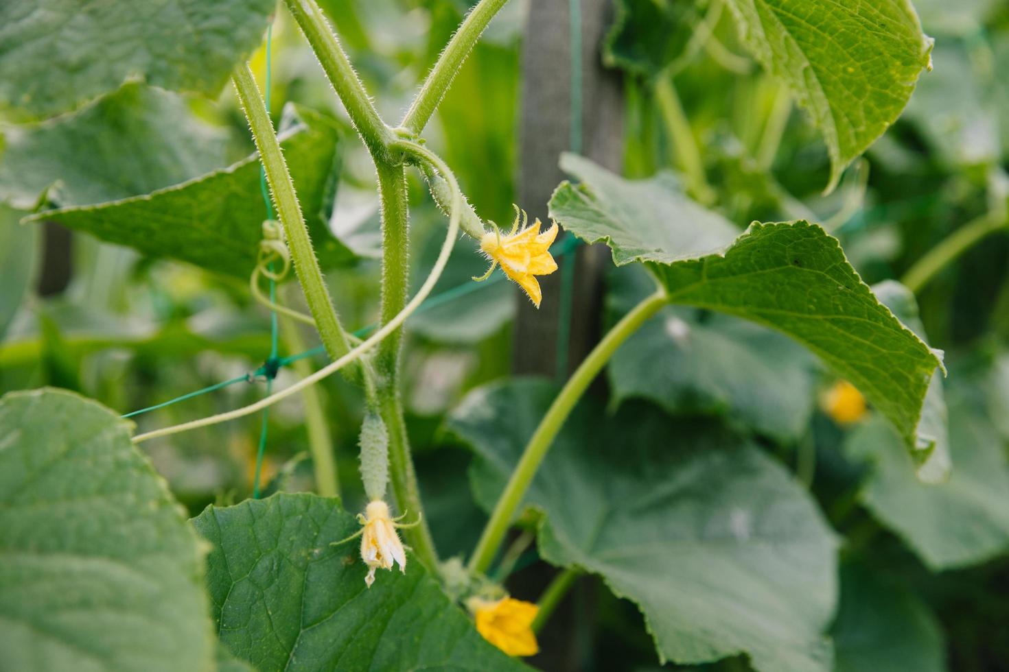 la planta con flores es un pepino. una flor amarilla sobre un fondo de hojas y tallos verdes. pepinos en crecimiento foto