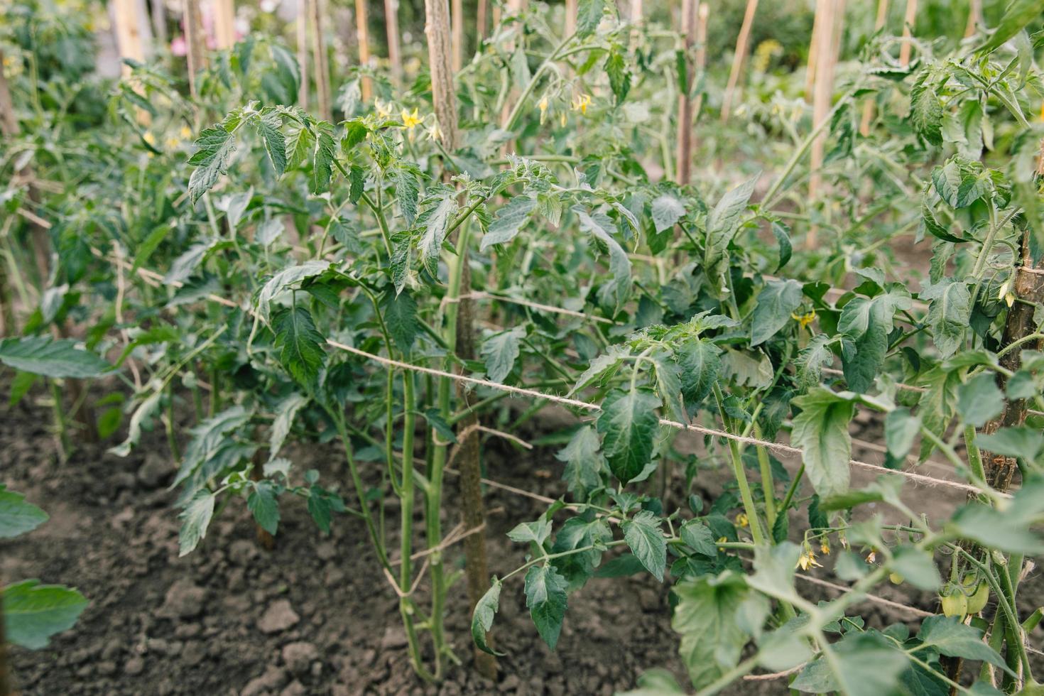 Planta de tomate joven en terreno abierto en el cultivo de hortalizas de huerta foto