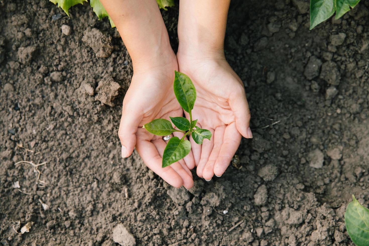 Woman holding young green seedling in soil, top view photo