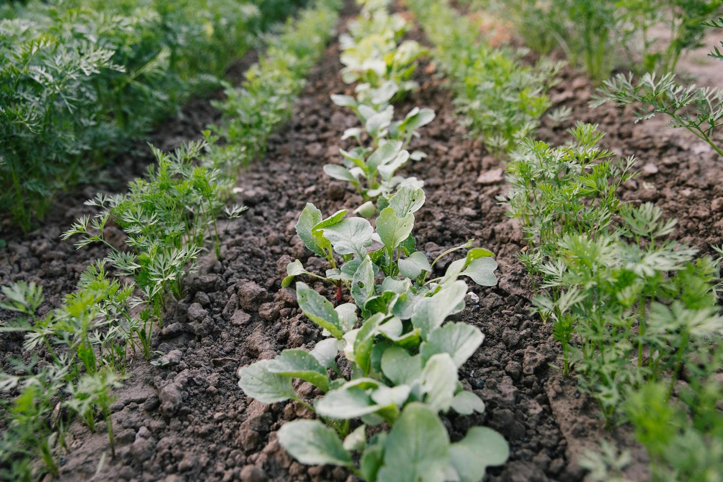 hojas verdes en camas de jardín en el campo vegetal. fondo de jardinería con plantas de ensalada verde en campo abierto foto