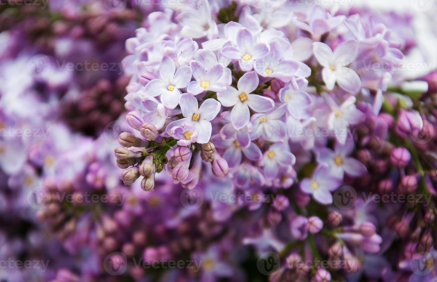 spring lilac flowers photo