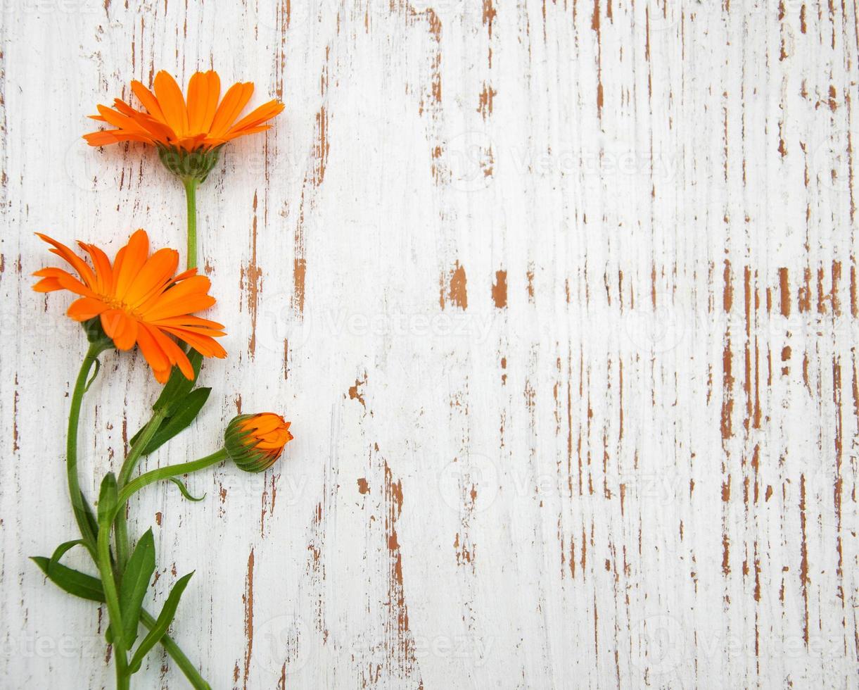 Calendula flowers on table photo