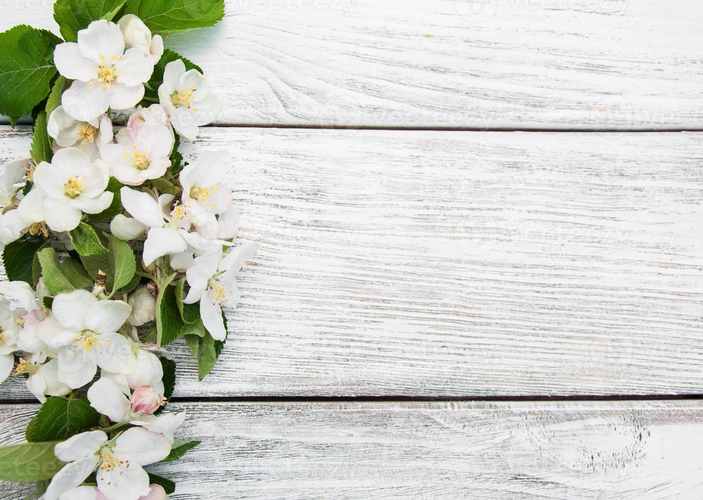 Spring apple blossom photo