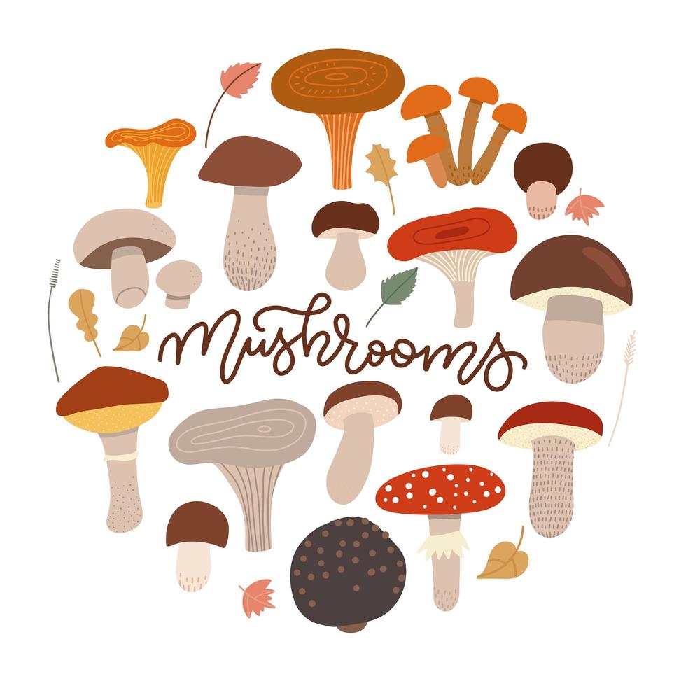 colección de setas aisladas en blanco en forma redonda con letras a mano. cep, rebozuelo, agárico de miel, russula, hongos ostra, champiñón, shiitake, trufa negra. ilustración vectorial plana. vector