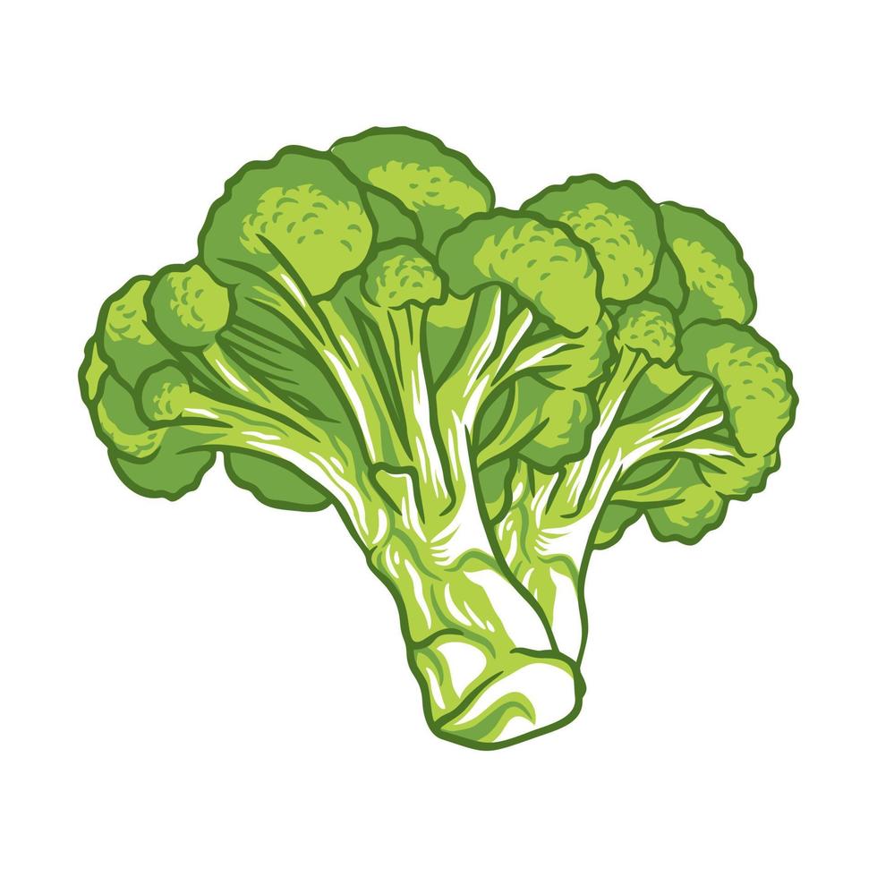 broccoli vegetable fresh farm healthy food illustration vector