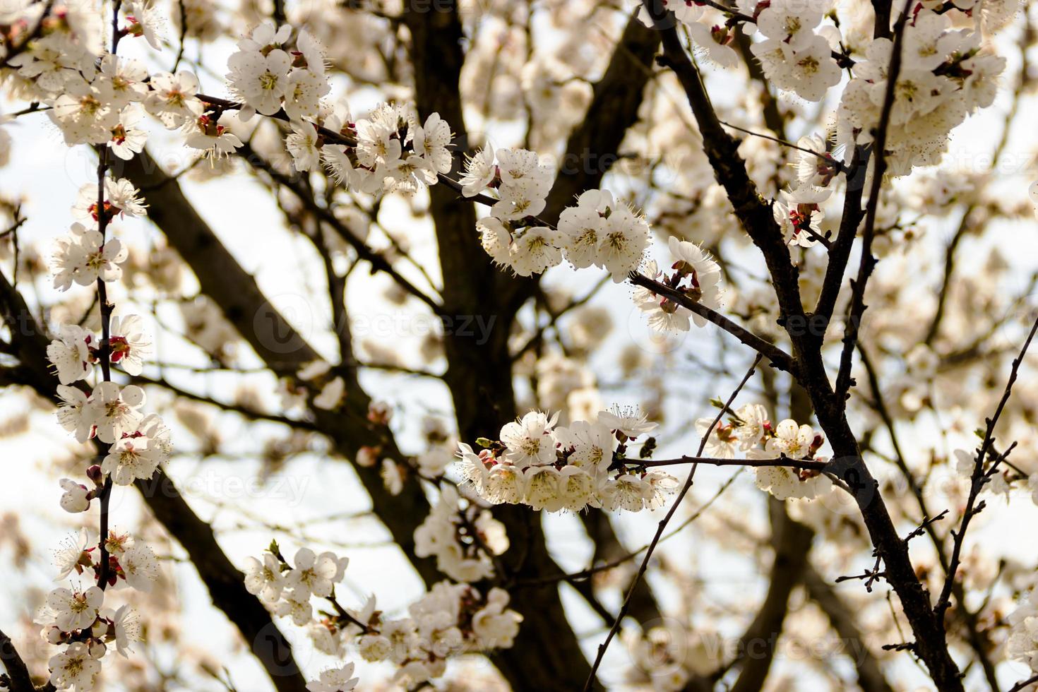 Flores blancas y capullos de un albaricoquero en flor de primavera foto