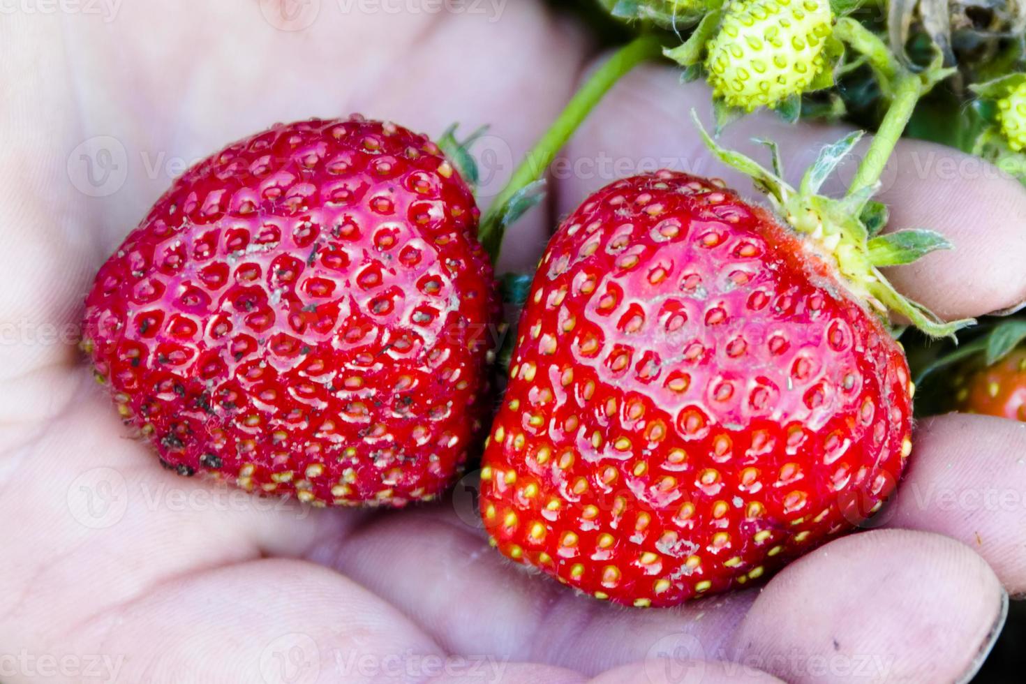 manos de hombre sosteniendo fresas frescas foto