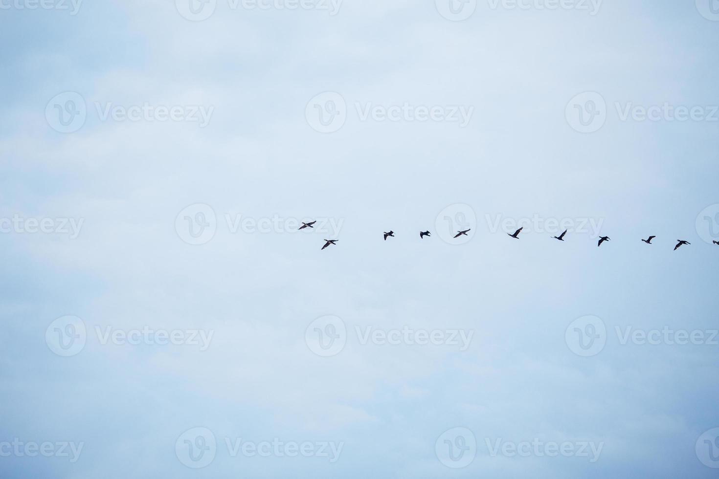 in the blue autumn sky flying birds flock in a row photo