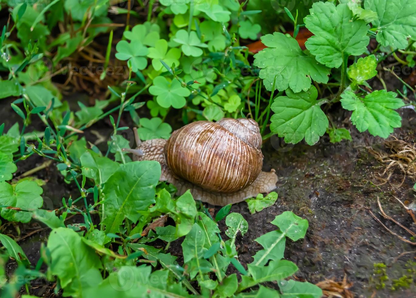 Big garden snail in shell crawling on wet road photo