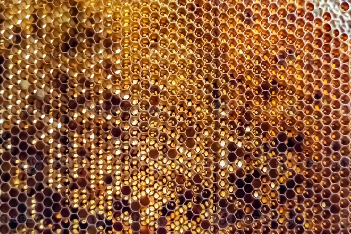 Honeycomb from bee hive filled with golden honey photo