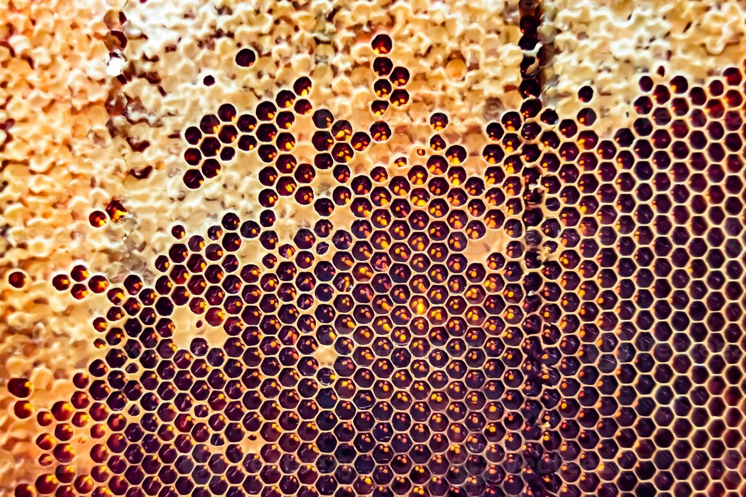 Honeycomb from bee hive filled with golden honey photo