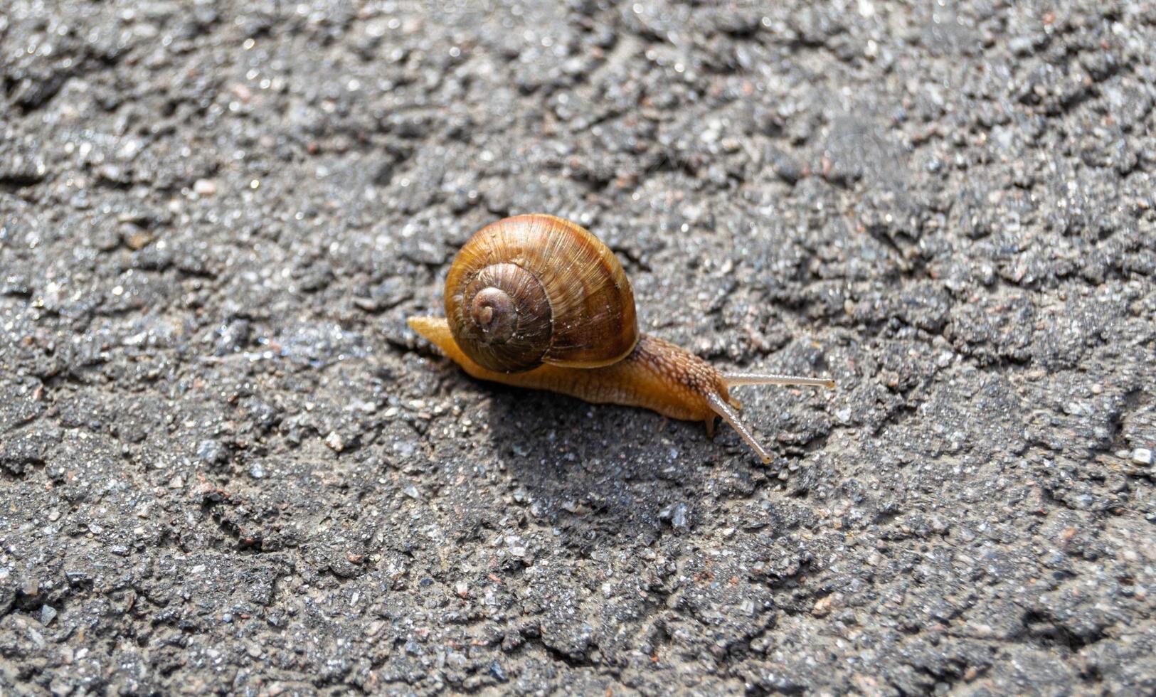 Big garden snail in shell crawling on wet road photo