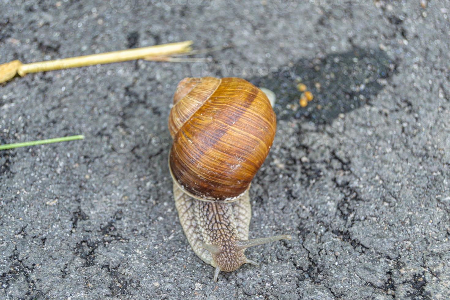 Big garden snail in shell crawling on wet road photo