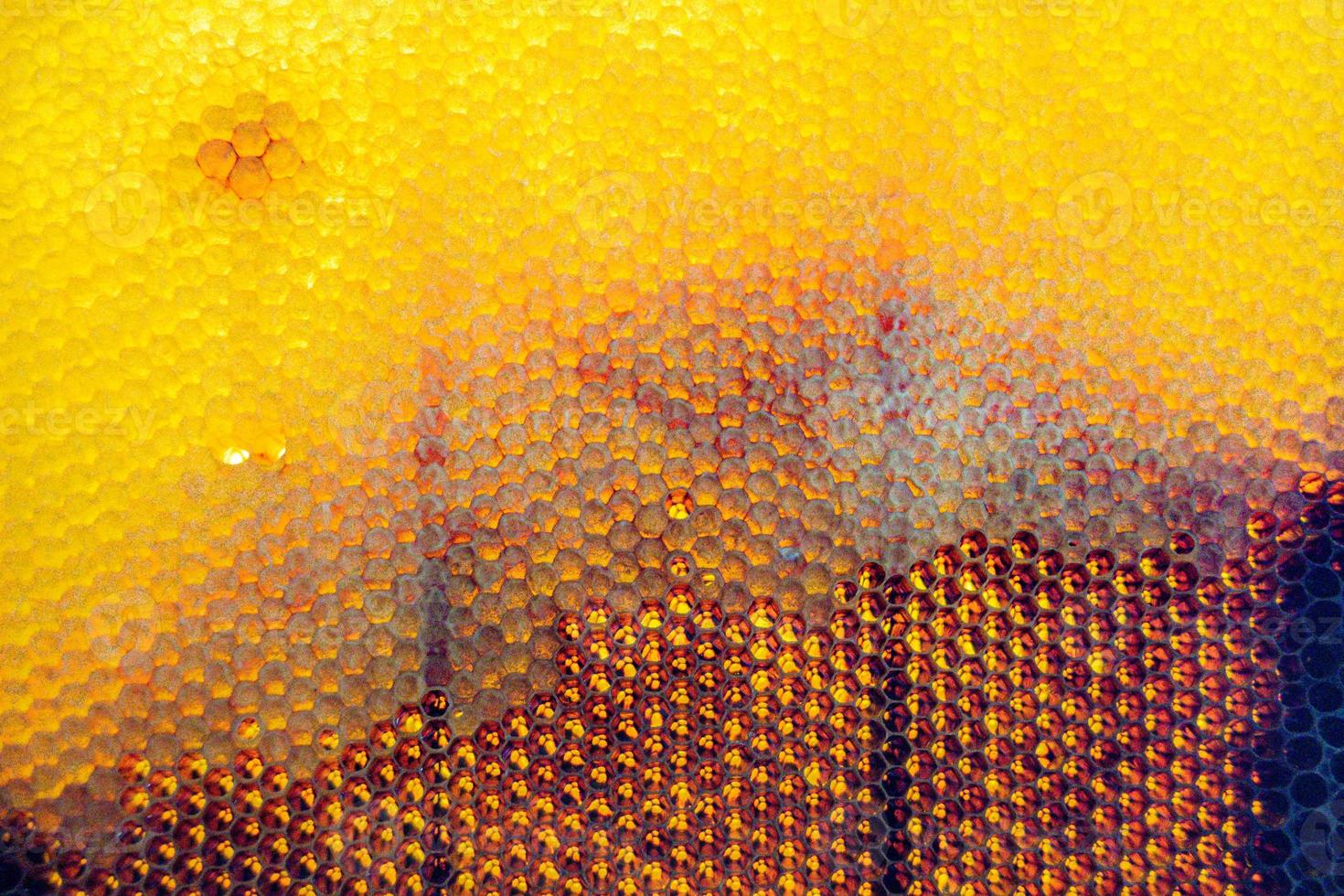 Honeycomb from bee hive filled with golden honey photo