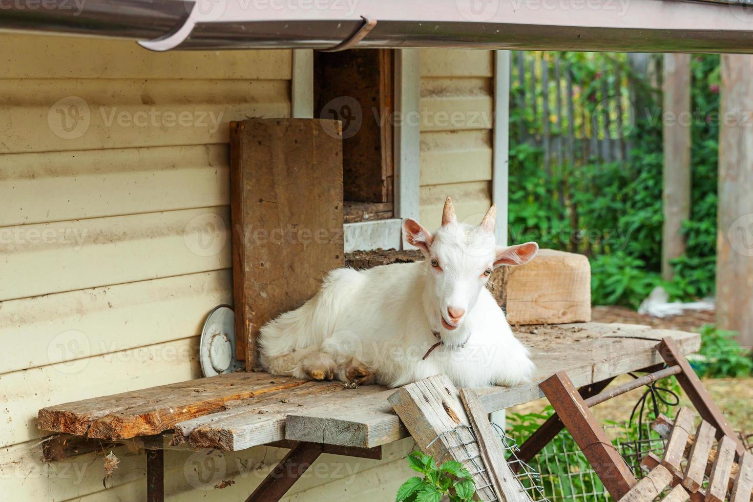 Cute chick goat relaxing in ranch farm in summer day. Domestic goats grazing in pasture and chewing, countryside background. Goat in natural eco farm growing to give milk and cheese. photo