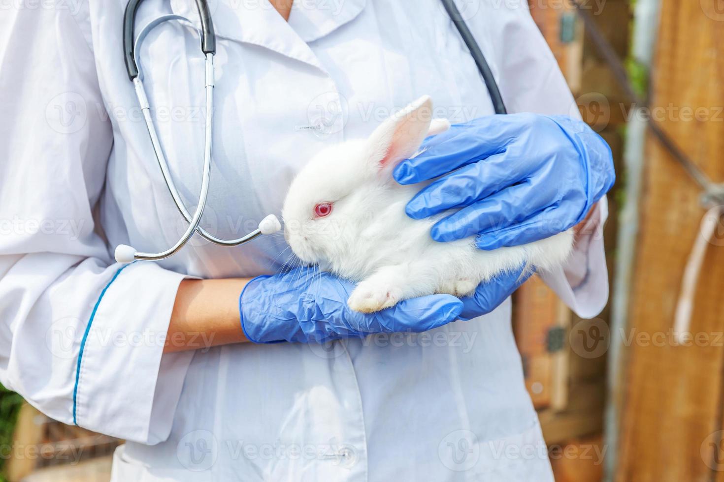 Happy young veterinarian woman with stethoscope holding and examining rabbit on ranch background. Bunny in vet hands for check up in natural eco farm. Animal care and ecological farming concept. photo