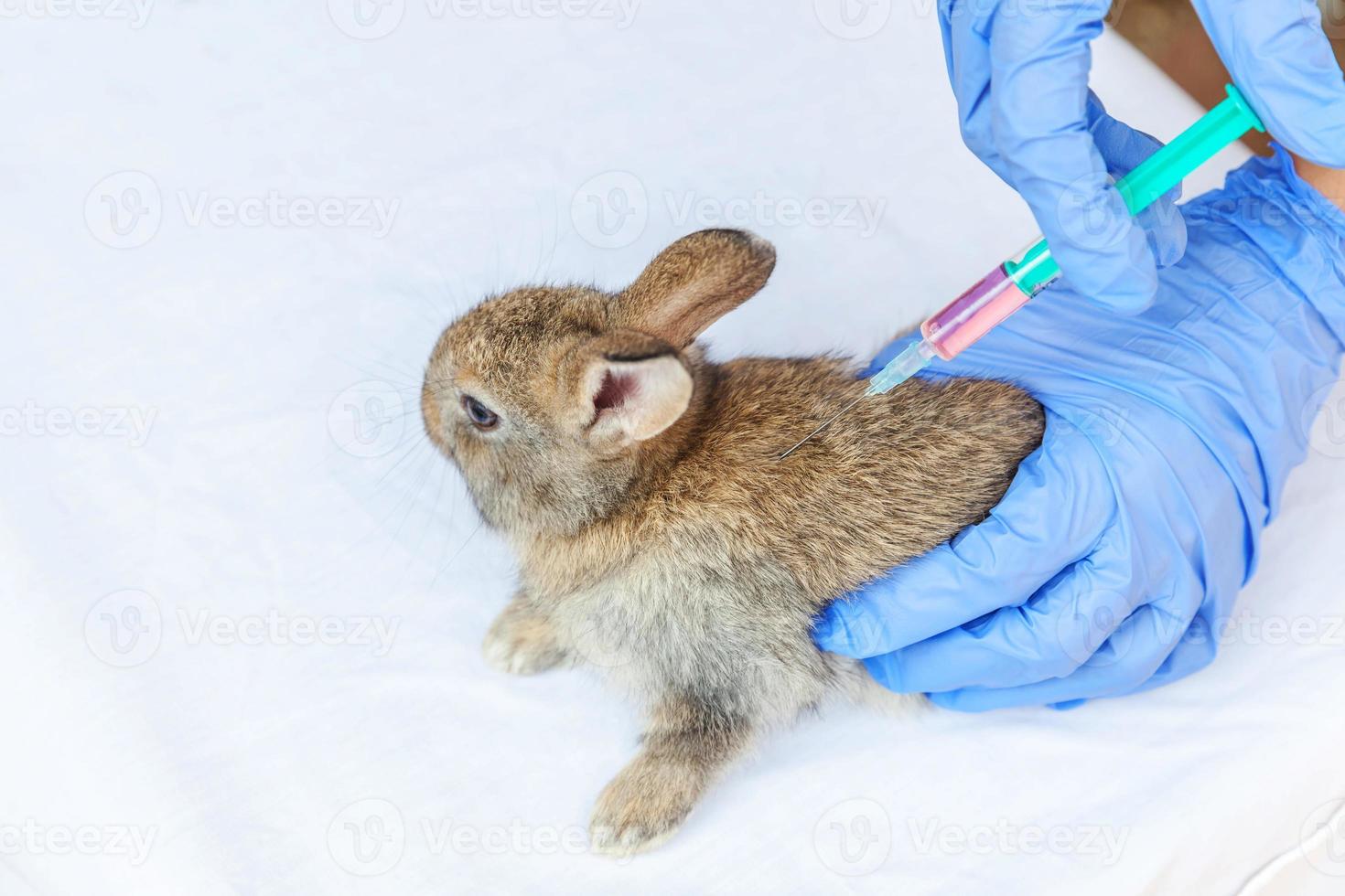 Veterinarian woman with syringe holding and injecting rabbit on ranch background close up. Bunny in vet hands for vaccination in natural eco farm. Animal care and ecological farming concept. photo