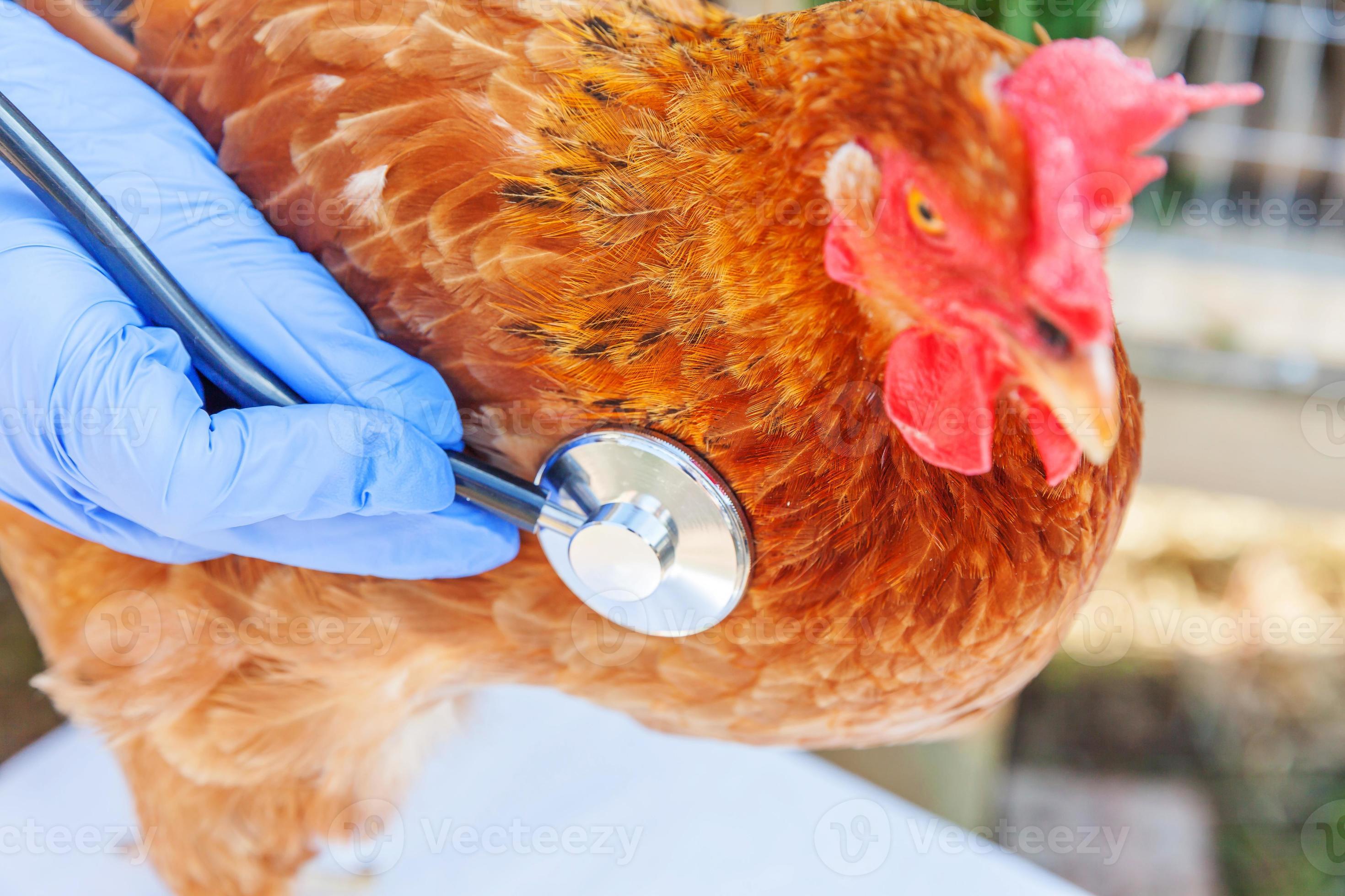 Veterinarian with stethoscope holding and examining chicken on ranch