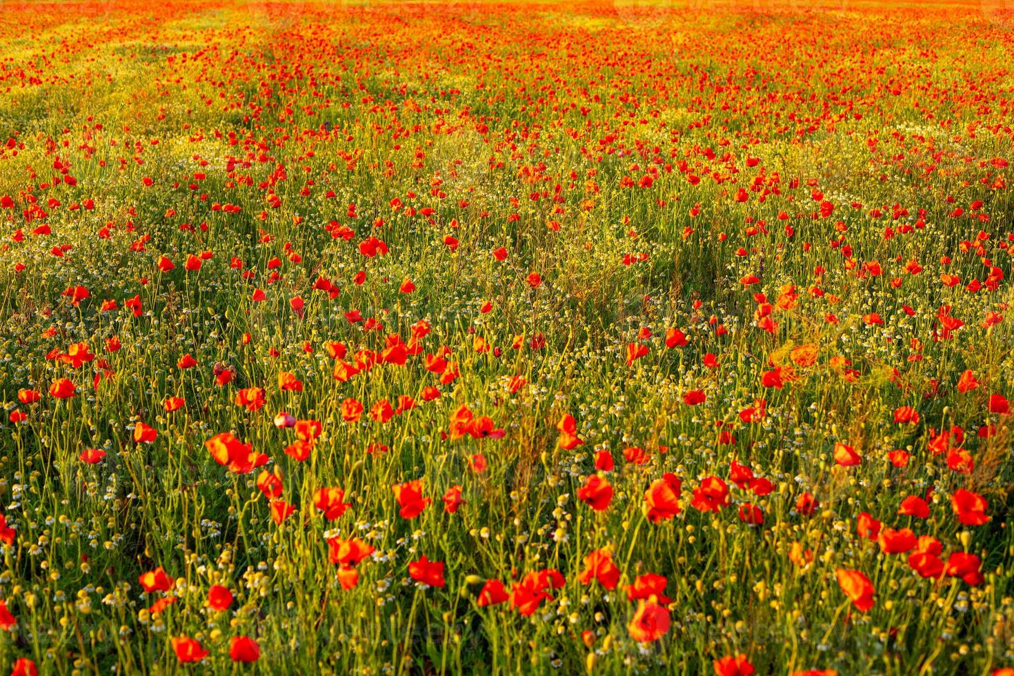beautiful poppy field at sunset, close-up , Wallpapers photo