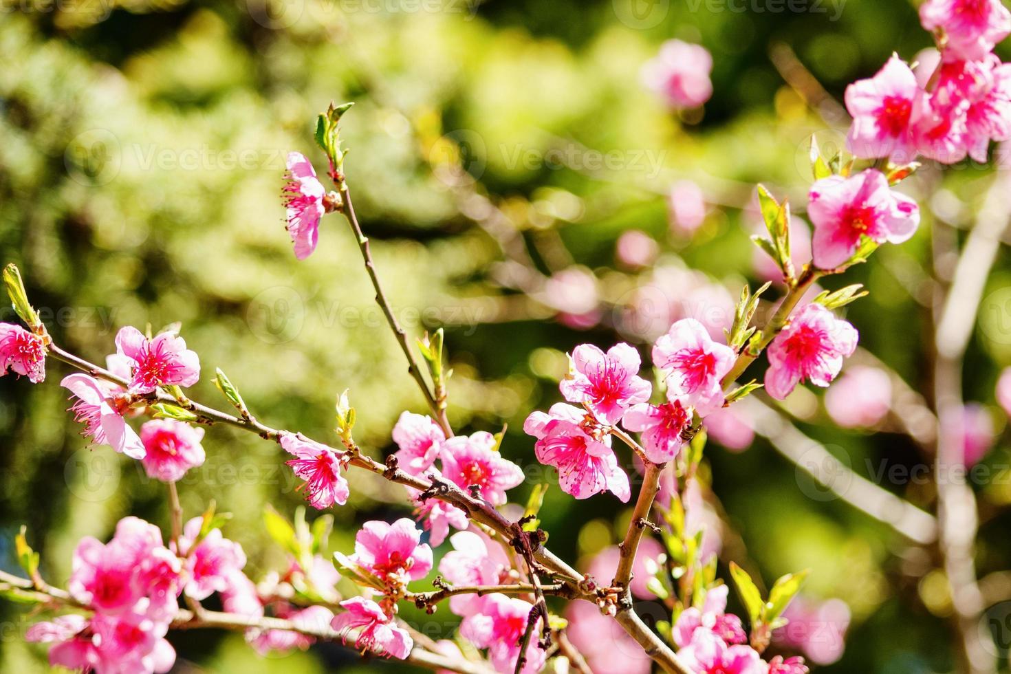 naturaleza primaveral, flor de melocotón, flores rosas en las ramas en un  día soleado, hermosa postal 6055084 Foto de stock en Vecteezy