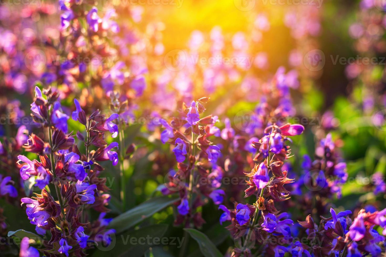 field of lilac flowers in the rays at sunset photo