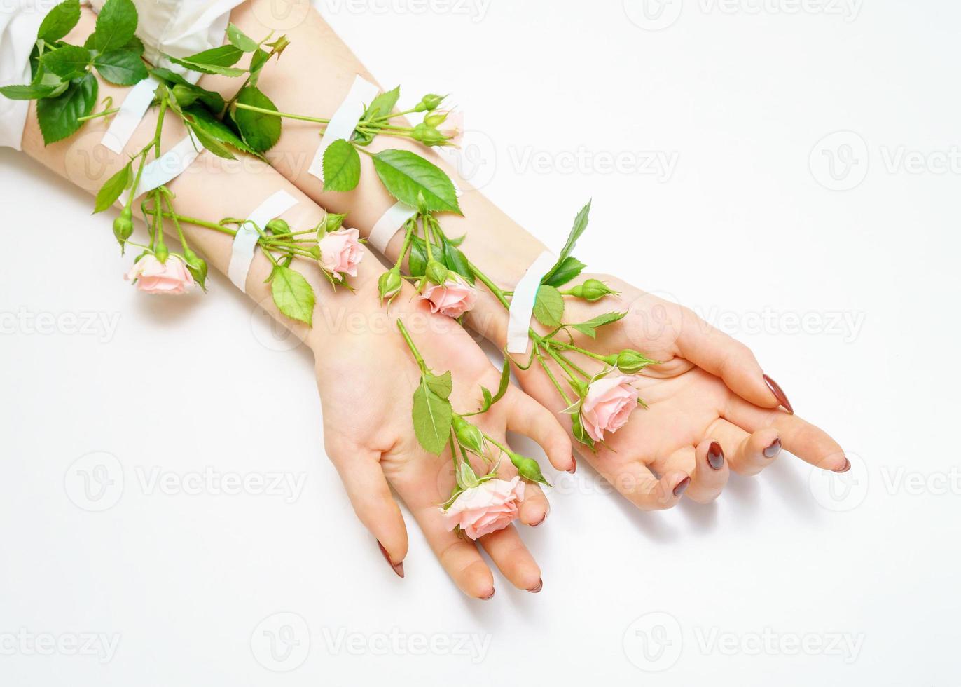 hand in hand pink rose buds on hands, on white background, insulator, hand skin care concept photo